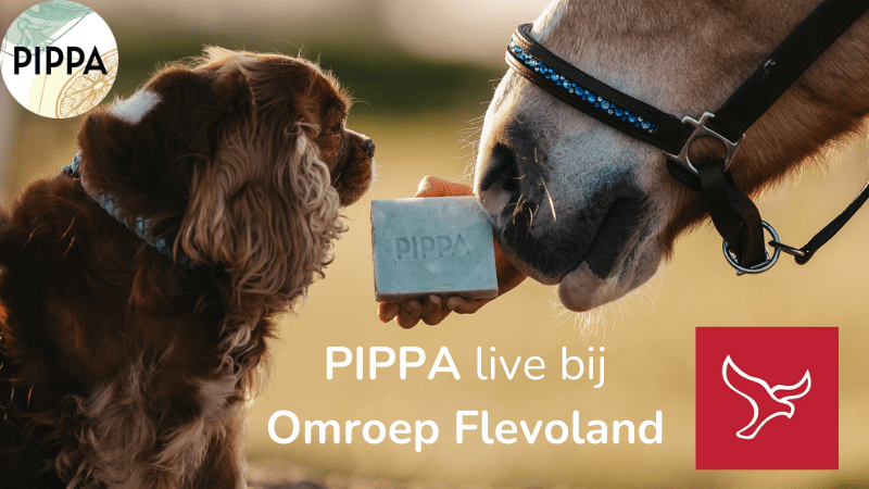 PIPPA bij Omroep Flevoland - PIPPA Equestrian Soap