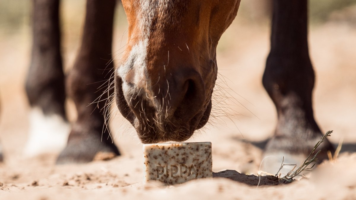 Shampoo tegen schimmelinfecties bij paarden - PIPPA Equestrian Soap