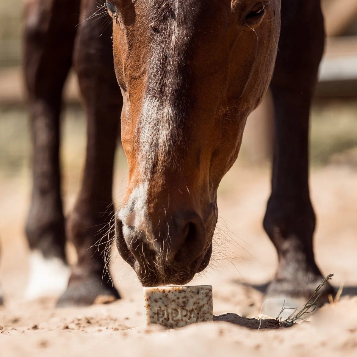 Shampoo tegen schimmelinfecties bij paarden - PIPPA Equestrian Soap