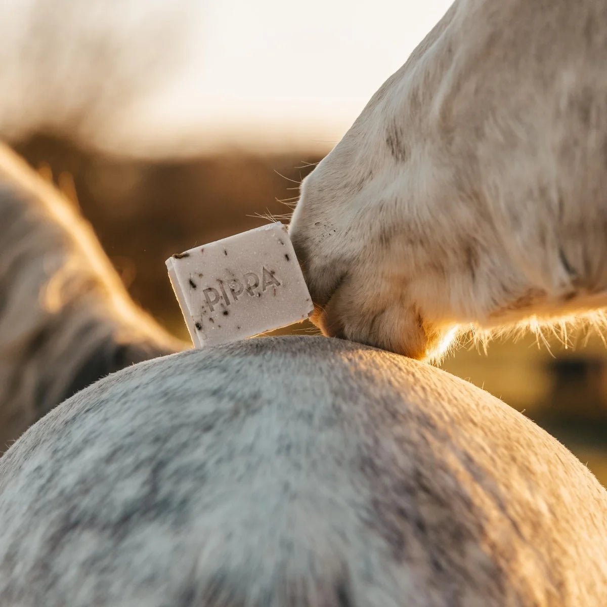 Shampoobar op de rug van een paard die door de neus van een ander paard wordt tegengehouden.